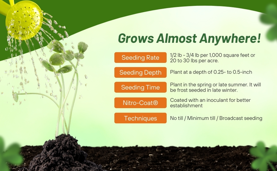 Crimson Clover Seeding Rate