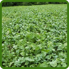 Nutrient-Rich Green Manure Kale