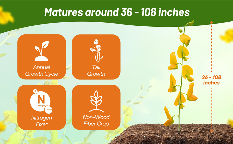 Rapidly Growing &amp; Tall Sunn Hemp Fiber Cover Crop