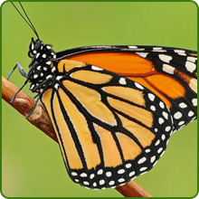 Annual Rock Garden Annuals Attract Pollinators