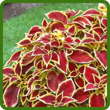 Red & Green Foliage of Coleus Wizard Plant