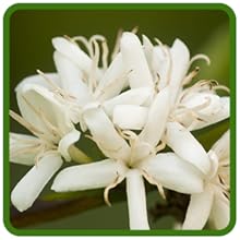 Fragrant White Flowers From Coffee Plants