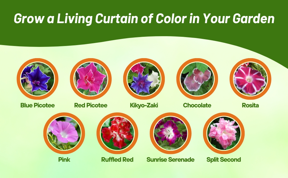 Varieties of Ipomoea Nil Morning Glory Flower Seeds