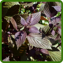 Fast Growing Shiso Wild Basil Plants