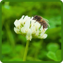 Flowering White Clover For Pollinators