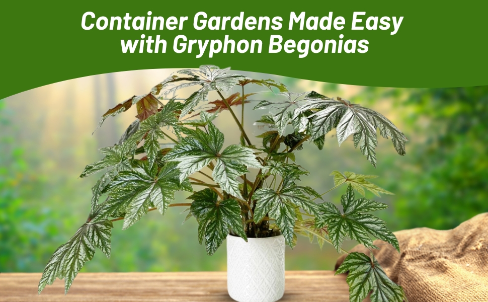 Gryphon Begonia Container Plant