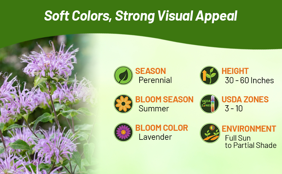 Perennial Monarda Fistulosa Wild Bergamot For Full Sun to Partial Shade