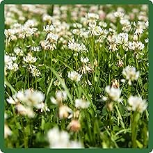 Self-seeding White Flowers