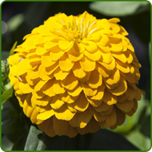 Ball Shaped Flower Head of Zinnia Zilliput Yellow