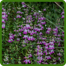 Chinese Houses Flowers Suitable for Meadows