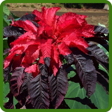 Annual Amaranthus Purple & Red Flower