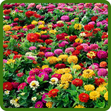 Compact Growth Habit of Zinnia Elegans Double Ball