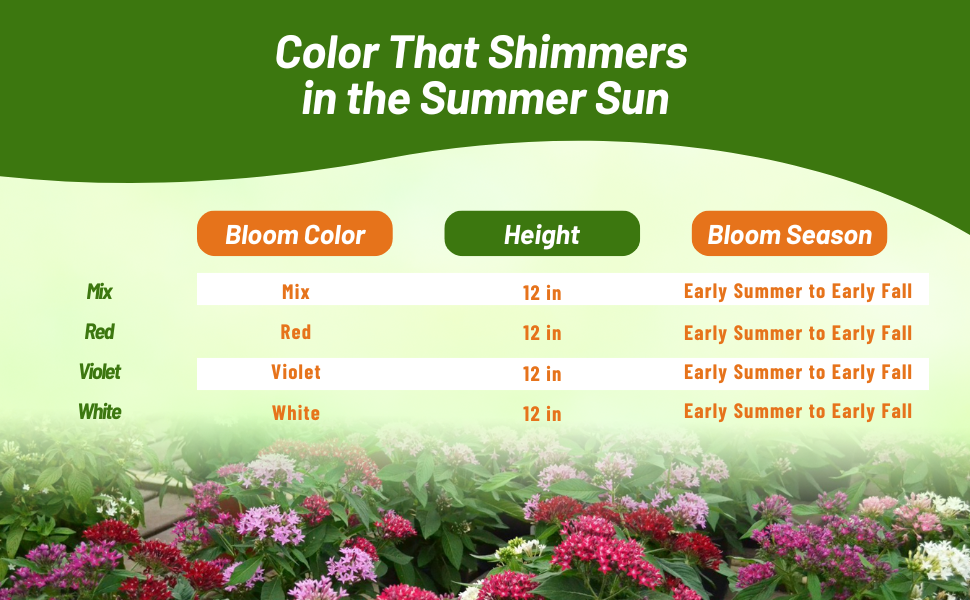 Bloom Season, Color, & Height Chart of Pentas Flowers