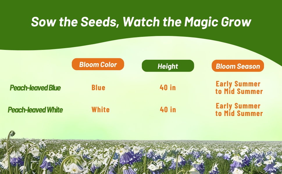 Peach-leaved Bellflower Bloom Season, Color, & Height Chart