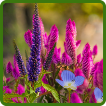 Vibrants Colors of Veronica Spiked Speedwell