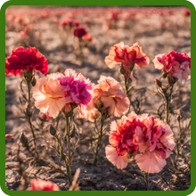 Drought Tolerant Dianthus Carnation Flowers