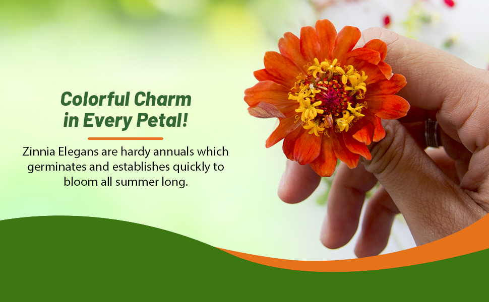 Person Holding Zinnia Lilliput Orange Cut Flower