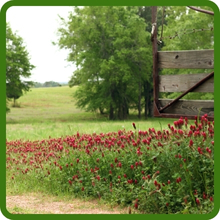 image of flower
