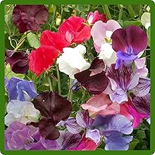 Fragrant Blooms of Royal Sweet Peas