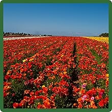 Self-seeding Red Wild Flowers