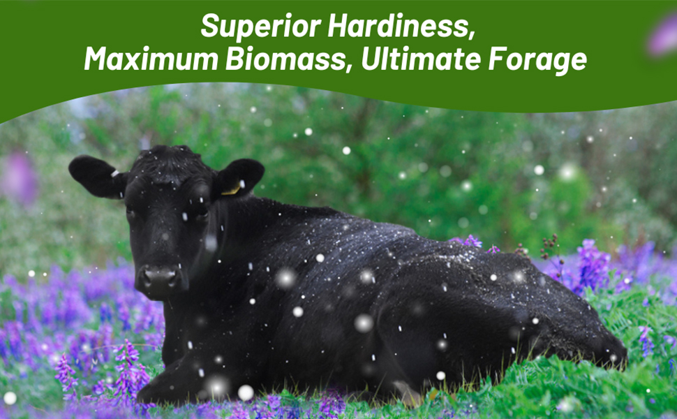 Hairy Vetch Forage Production For Cattle