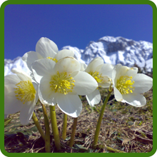 Christmas Rose Long-Lived and Low-Maintenance