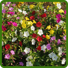Heat & Drought Tolerant Mirabalis Jalapa Four O' Clock