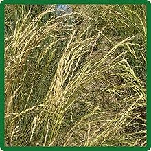 Low Maintenance Sideoats Grama Native Grass
