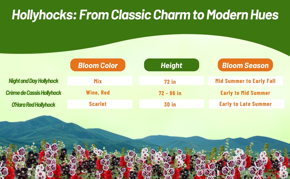 Bloom Season, Height, & Color of Hollyhock Flowers