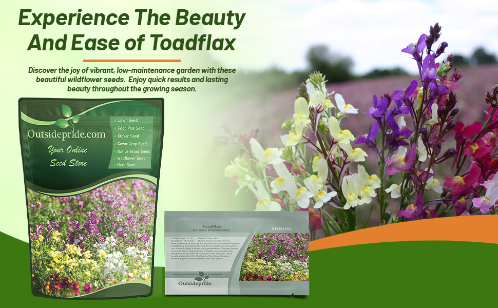 Toadflax Wildflower Seed Bag & Cut Flowers