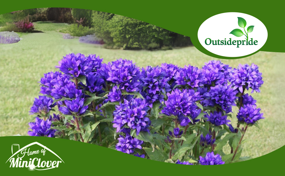 Dark Blue Clustered Bellflower Plants
