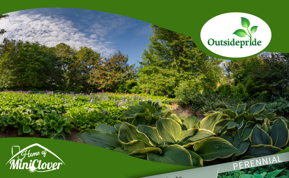 Shade Loving Hosta Plants