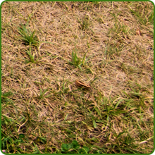 Drought Tolerant Southwest Native Grass Seed Mixture