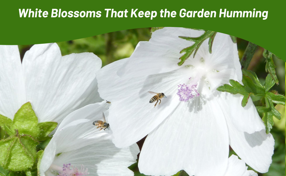 Pollinator Bees on White Musk Mallow Flowers