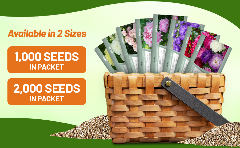 Callistephus Tall Paeony Aster Seed Packets For Planting