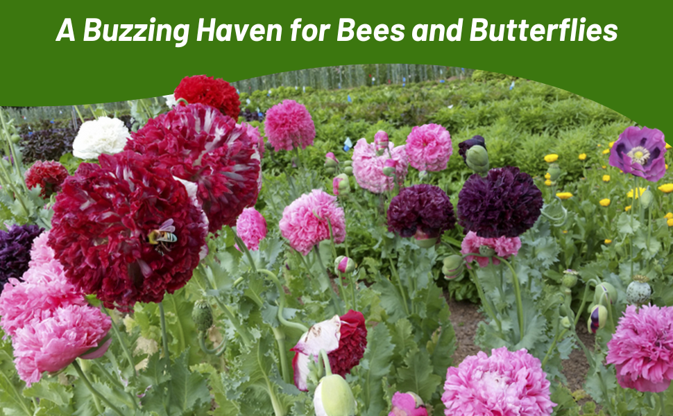 Bees & Butterflies on Peony Poppy Flowers Pollinating