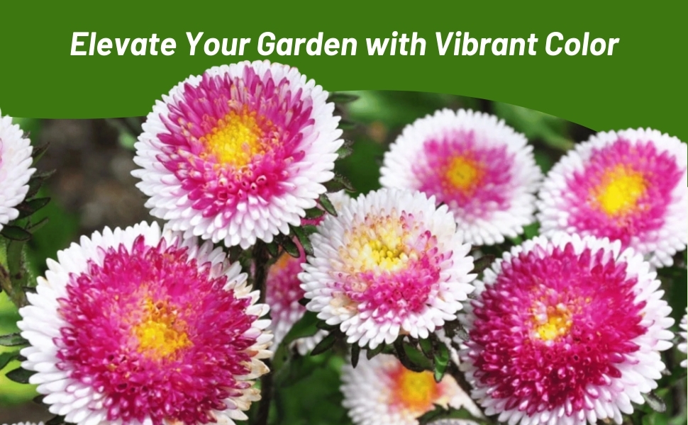 Beautiful Blooms of Callistephus Tall Pompon Aster