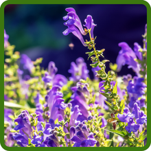 Skullcap Attractive Ornamental Plant