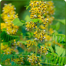 Yellow Flowers of Senna Suitable for Cut Flower