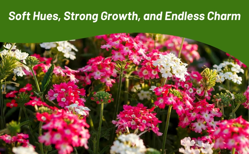 Blooms of Verbena Compacta For Pollinating Butterflies