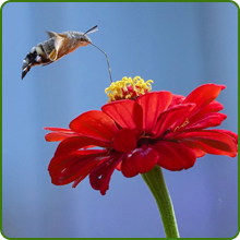 Zinnia Lilliput Red Flower Pollinator Attractant