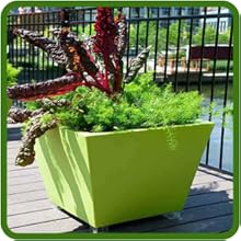 Sprengeri Asparagus Fern For Indoors & Outdoors