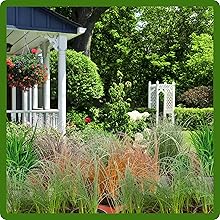 Carex Ornamental Grasses Used in Landscaping