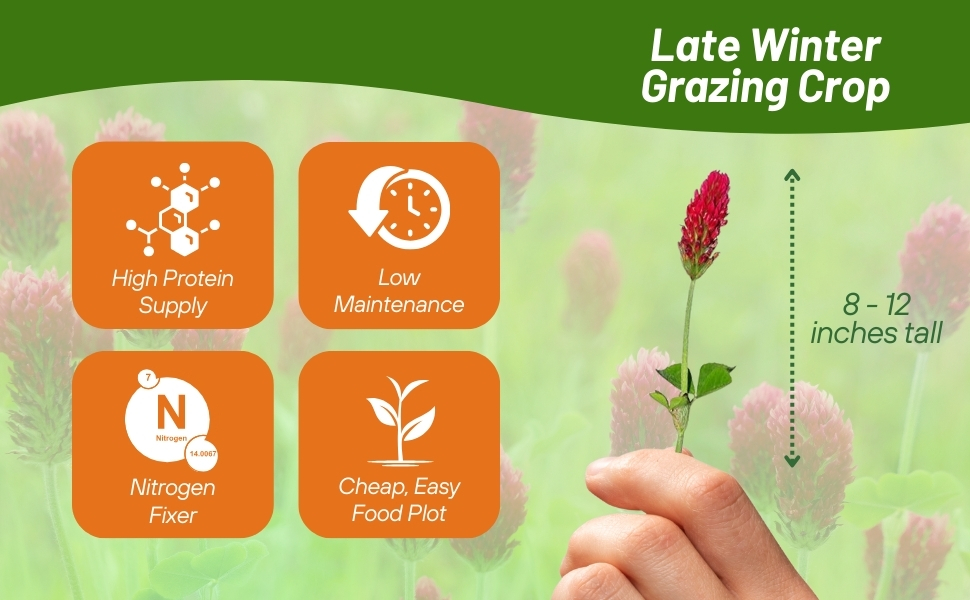 Drought Tolerant Crimson Clover Seed