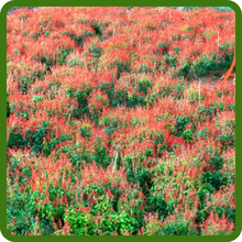 Drought Tolerant Scarlet Sage Flowers
