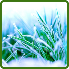 Cold Tolerant & Winter Hardy Bluegrass Supreme Lawn Seed