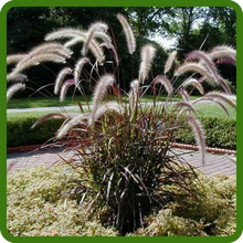 Drought Tolerant Pennisetum Purple Millet