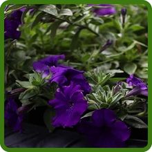 Petunia Alderman Long Bloom Season