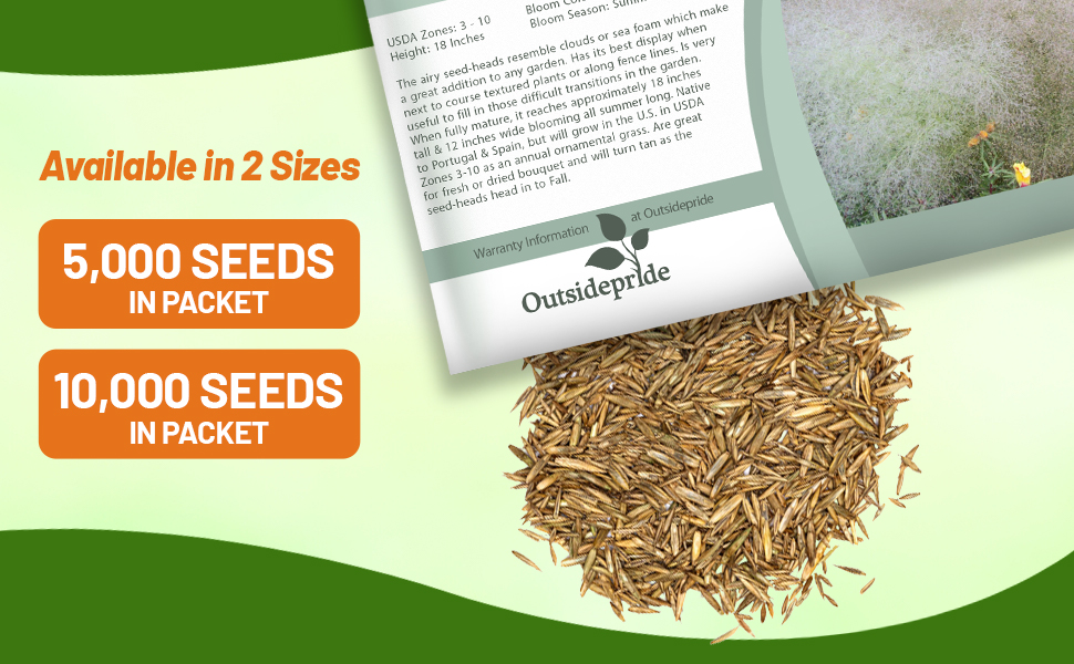 Agrostis Nebulosa Cloud Ornamental Grass Seed Packets For Planting