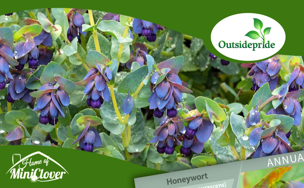 Cerinthe Honeyworrt Plants